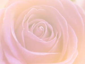 Розовая роза 6-091