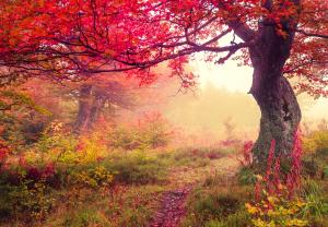 Осеннее дерево 1046
