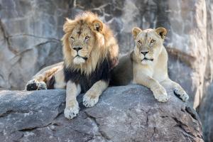 Лев и львица 3-166