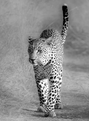 Леопард 3250-М