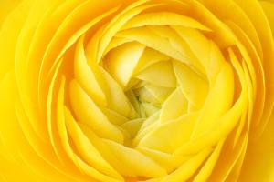 Желтая роза 6-095