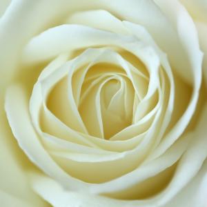 Белая роза 6-076