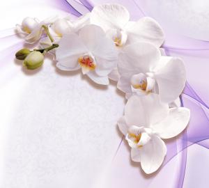 Белая орхидея 6-223nk
