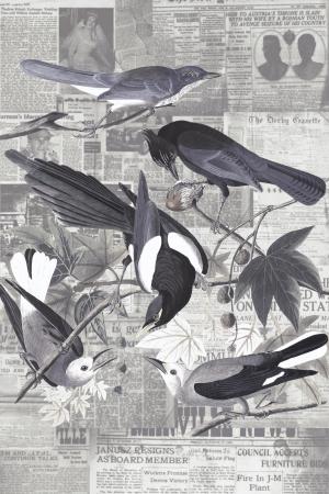 Bird paper 24-326