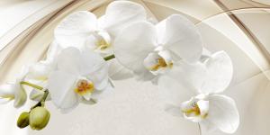 Белая орхидея 6294-ML