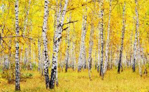 Осенний лес 8285-М